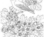 Coloriage Adulte Fleurs et L'oiseau