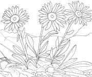 Coloriage Des Fleurs sauvages