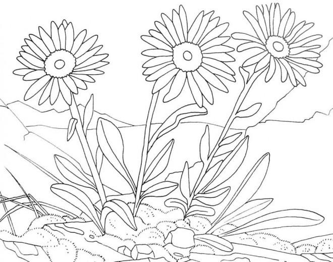 Coloriage et dessins gratuits Des Fleurs sauvages à imprimer