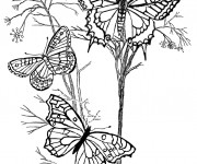 Coloriage Papillons en vol sur des Fleurs