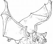 Coloriage Chauve-Souris r&eacute;aliste