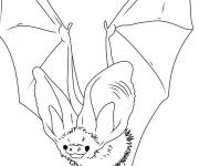 Coloriage chauve-souris r&eacute;el en vol