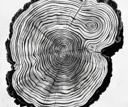Coloriage Illusion d'optique des anneaux de s&eacute;quoia