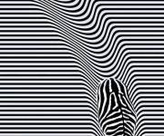 Coloriage Illusions d'optique Z&eacute;br&eacute;