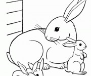 Coloriage Des Lapins Mignons