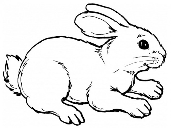 Coloriage Lapin Mignon 13 dessin gratuit à imprimer