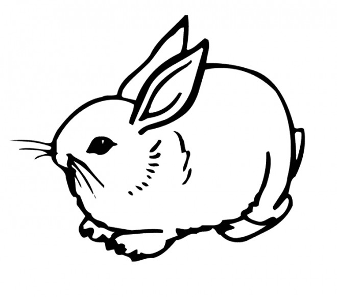 lapin mignon 18