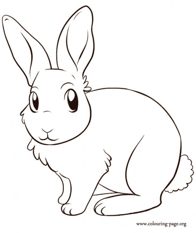 Coloriage Lapin Mignon En Couleur Dessin Gratuit A Imprimer