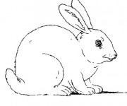 Coloriage Lapin Mignon sur ordinateur