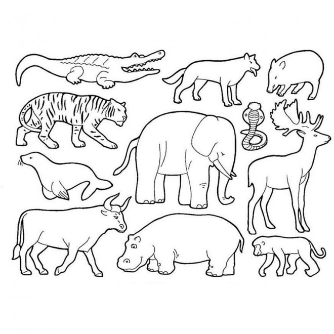 Coloriage Animaux Sauvages Dafrique Dessin Gratuit à Imprimer