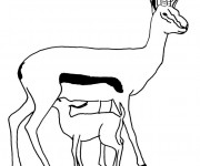 Coloriage Cerf et Son Petit