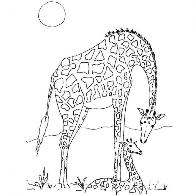 Coloriage Girafe d'Afrique dessin gratuit à imprimer