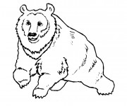 Coloriage Gros Ours sauvage