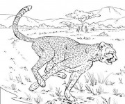 Coloriage Gu&eacute;pard de La Savane
