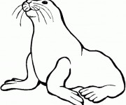 Coloriage Phoque animal mammif&egrave;re