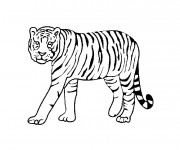 Coloriage Tigre animal sauvage