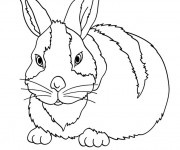 Coloriage Un Lapin en couleur