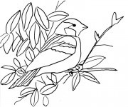 Coloriage Un Oiseau sur branche