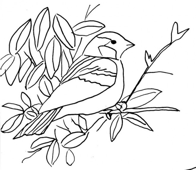 Coloriage Un Oiseau Sur Branche Dessin Gratuit à Imprimer