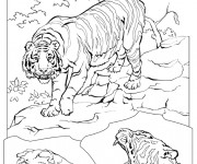 Coloriage Un Tigre r&eacute;aliste