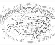 Coloriage Crocodile adulte dans la rivi&egrave;re par num&eacute;ro