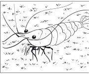 Coloriage Gros Crevette de 1-4