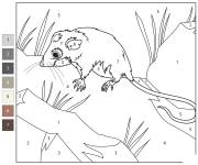 Coloriage Opossum pygm&eacute;e par num&eacute;ro
