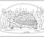Coloriage Tortue entre les plantes par num&eacute;ro