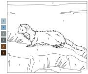 Coloriage Vison de mer num&eacute;rot&eacute;