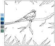 Coloriage Hirondelle bleue Hirundo num&eacute;rot&eacute; 