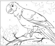 Coloriage Perroquet exotique dans la foret