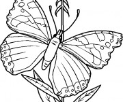 Coloriage Papillon &agrave; t&eacute;l&eacute;charger