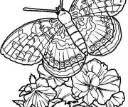 Coloriage Papillon  Difficile en Ligne