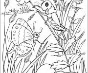 Coloriage et dessins gratuit Papillon Difficile réaliste à imprimer