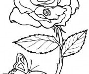 Coloriage et dessins gratuit Papillon et Fleur Difficile à imprimer