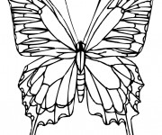 Coloriage Papillon Vue de Face Difficile