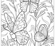 Coloriage Papillon Difficile