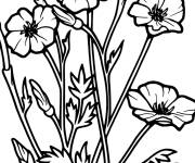 Coloriage Coquelicot en vitrail