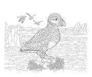 Coloriage Sc&egrave;ne de puffin zen