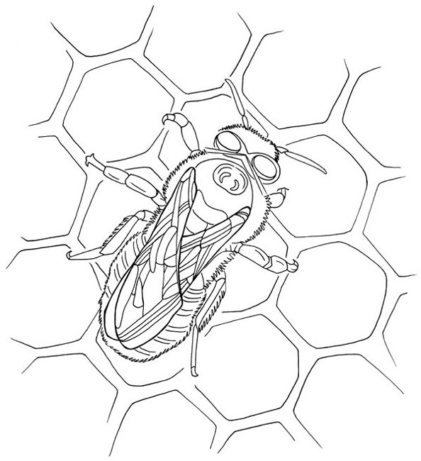 Coloriage A Imprimer Abeille