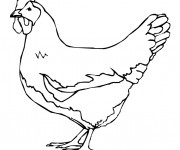 Coloriage Agriculture Poulet