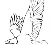 Coloriage Aigle am&eacute;ricain en train de voler