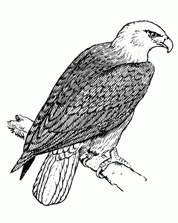 Coloriage et dessins gratuits Aigle au crayon d'un aigle en repos à imprimer
