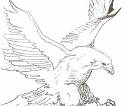 Coloriage Aigle au crayon d'un aigle ouvrant ses ailes
