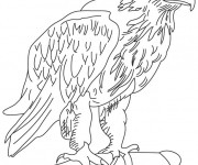 Coloriage Aigle avec yeux en noir