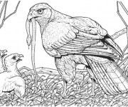 Coloriage Aigle et ses petits