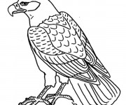 Coloriage Aigle facile