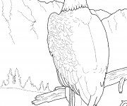 Coloriage Aigle pr&eacute;dateur