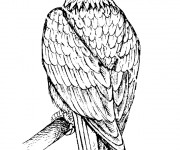 Coloriage Aigle qui  ferme ses aigles