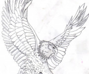 Coloriage Aigle qui ouvre ses ailes au crayon